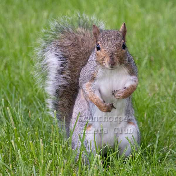 Squirrel stance